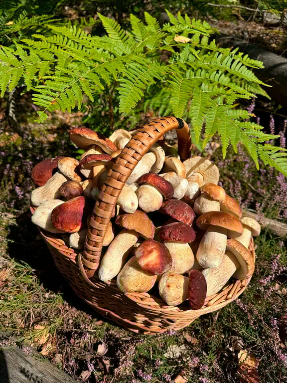 В Беларуси продолжается грибная лихорадка – вот новые фотозаявки на рекорд