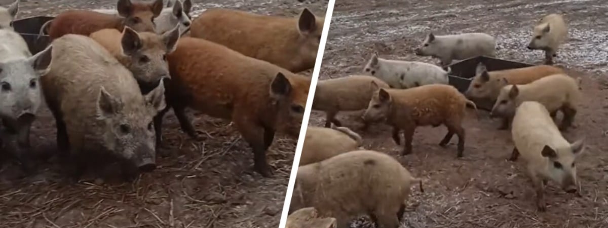 «Самое вкуснючее сало» — Белорусам предложили поросят по 200 рублей. Что за порода? — Видео