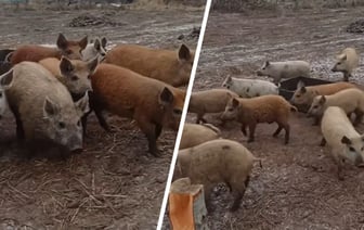 «Самое вкуснючее сало» — Белорусам предложили поросят по 200 рублей. Что за порода? — Видео