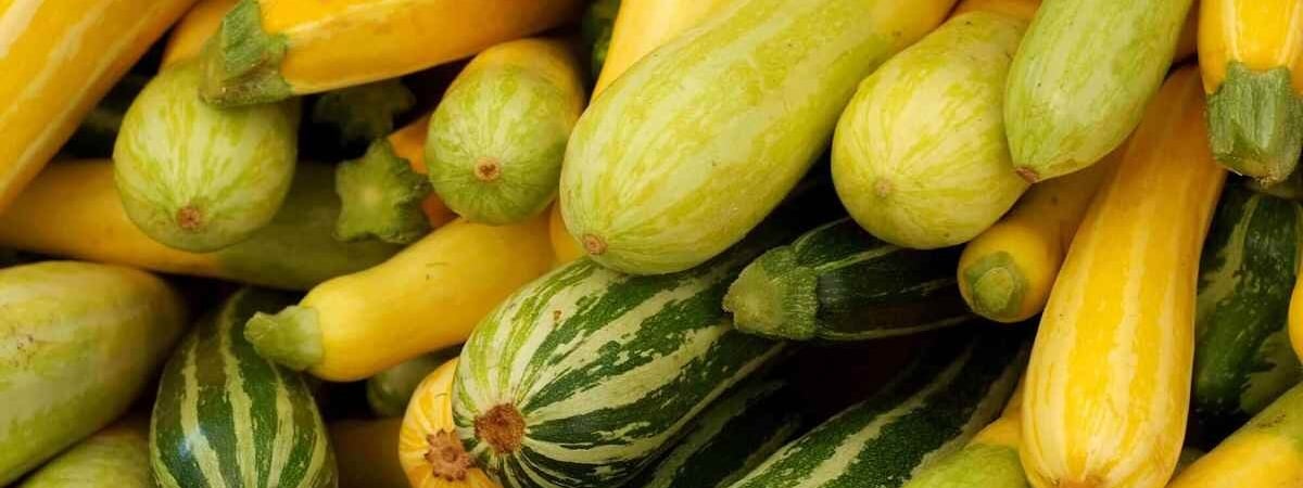 Не спешите выбрасывать кабачок: врач рассказала о полезных свойствах этого овоща