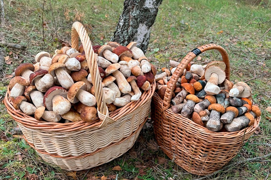 В Беларуси продолжается грибная лихорадка – вот новые фотозаявки на рекорд