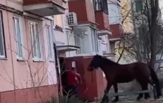 В Гомеле мужик тащил в подъезд коня. Зачем?