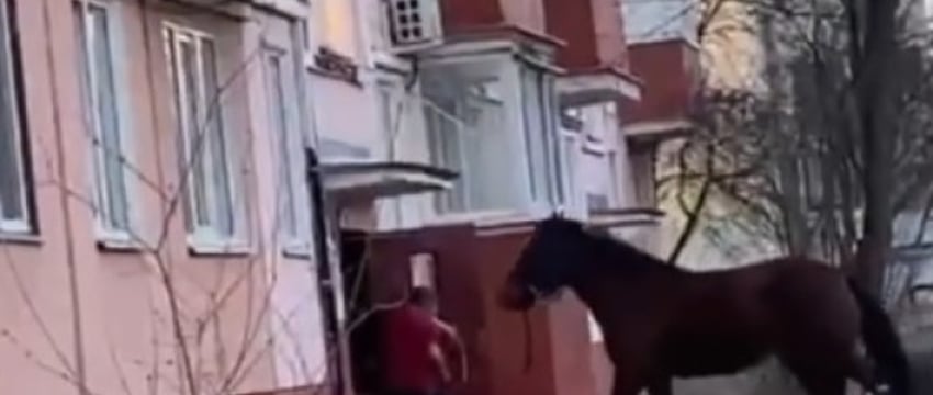 В Гомеле мужик тащил в подъезд коня. Зачем?