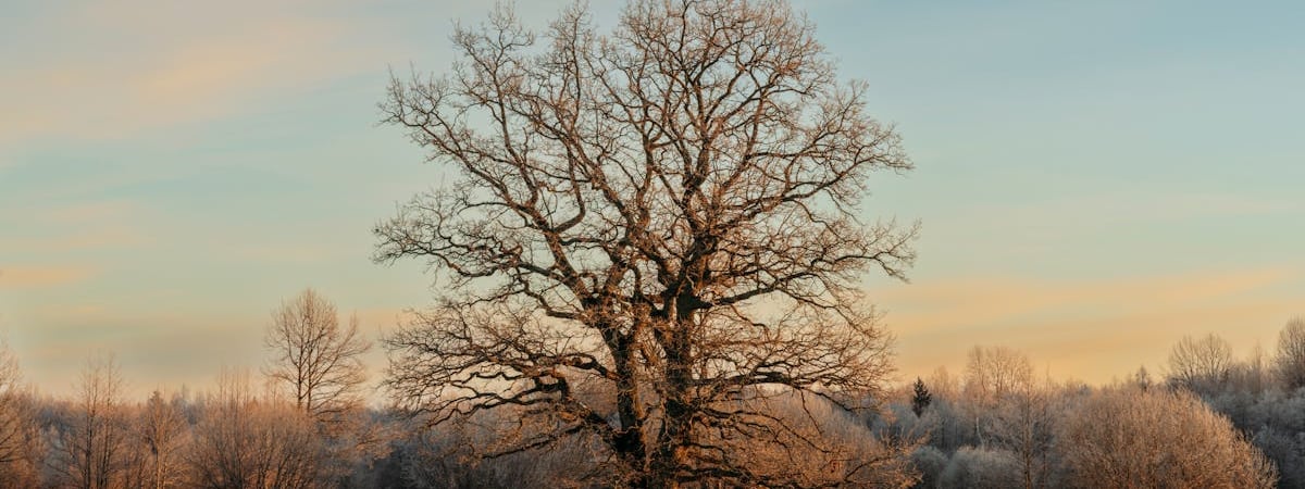 В Эстонии во втором чтении одобрили законопроект, лишающий граждан Беларуси голоса на местных выборах
