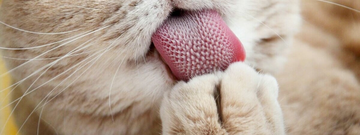 Почему кошки вылизывают себя после еды? Оказывается, дело не просто в чистоплотности — Полезно