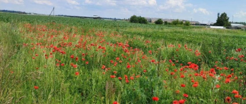 В Кобринском районе сотрудники милиции уничтожили более 2300 кг мака