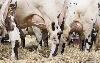 В Брестской области корова ударила женщину в область живота