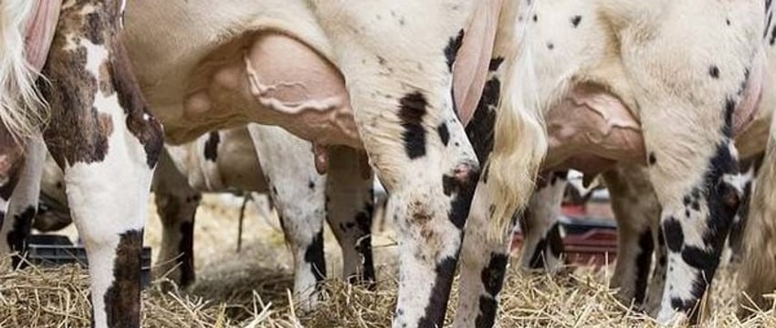 В Брестской области корова ударила женщину в область живота
