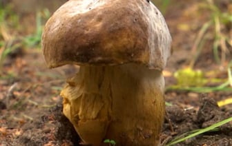В Бресте нашли два новых вида грибов, которые раньше не встречались в Беларуси