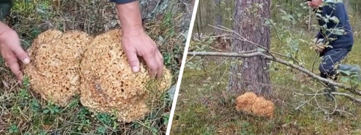«Растёт раз в 7 лет» — Под Минском нашли гриб, похожий на улей. Можно ли есть? — Полезно