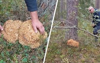 «Растёт раз в 7 лет» — Под Минском нашли гриб, похожий на улей. Можно ли есть? — Полезно