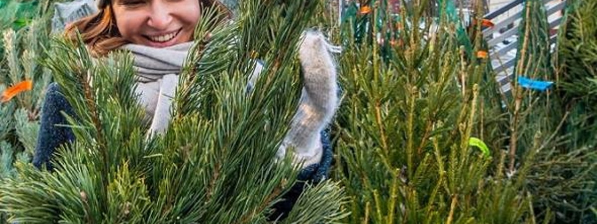 Стало известно, где в Гродно появятся елочные базары (список адресов)