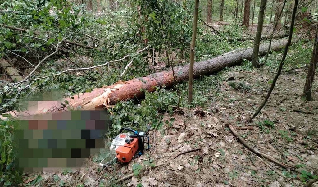 В Беларуси упавшая сосна убила вальщика леса