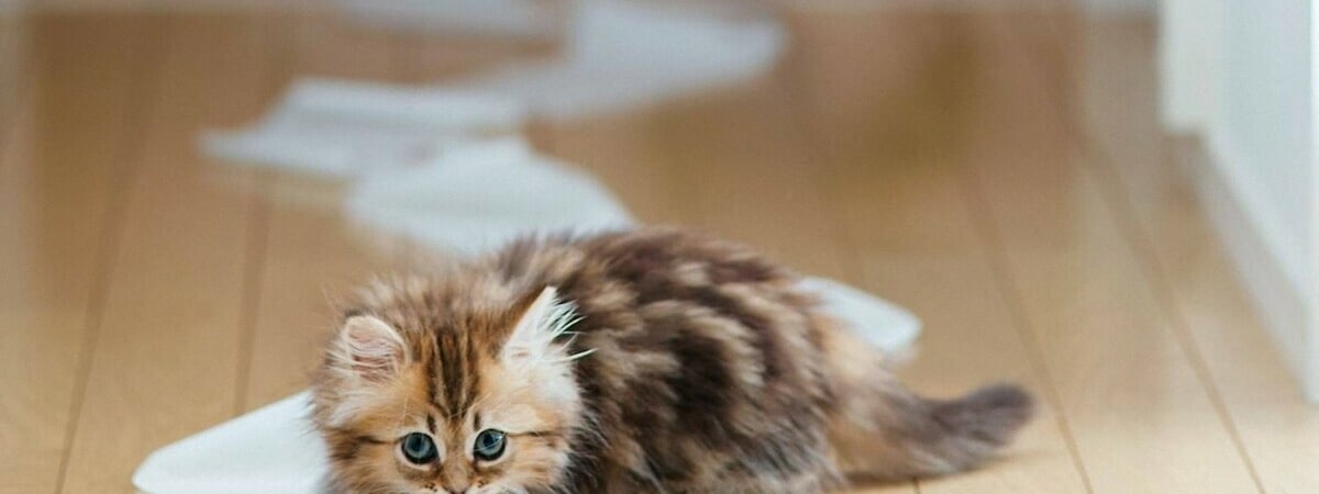 Учёные выяснили, что у хозяев домашних животных полы чище, чем у тех, у кого их нет. Почему? — Полезно