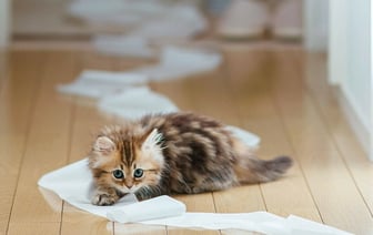 Учёные выяснили, что у хозяев домашних животных полы чище, чем у тех, у кого их нет. Почему? — Полезно