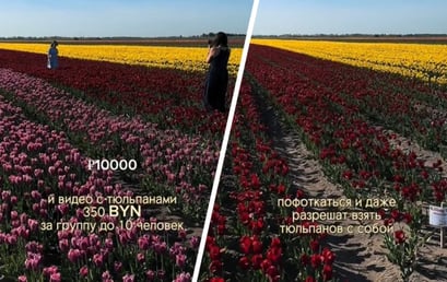 Жалоба на цену фотосессии на тюльпановых полях в Брестской области