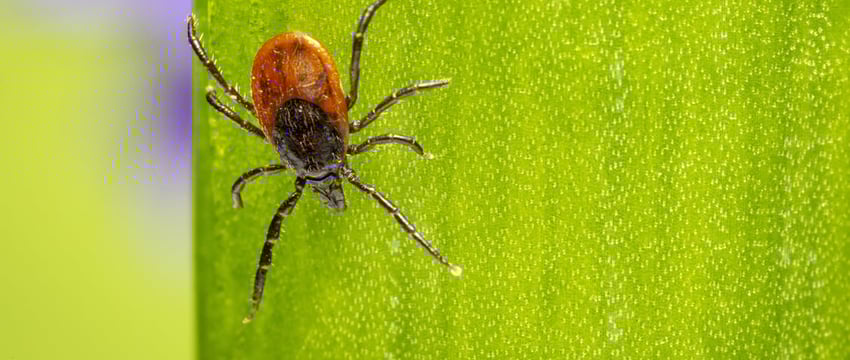 В Испании скончался мужчина, заразившийся "болезнью, подобной Эболе", от укуса клеща