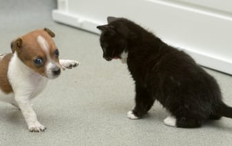 Сколько домашних животных можно содержать в квартире, рассказали в ЖКХ