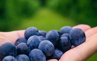 «На варенички можно насобирать»: в белорусских лесах созрела первая черника