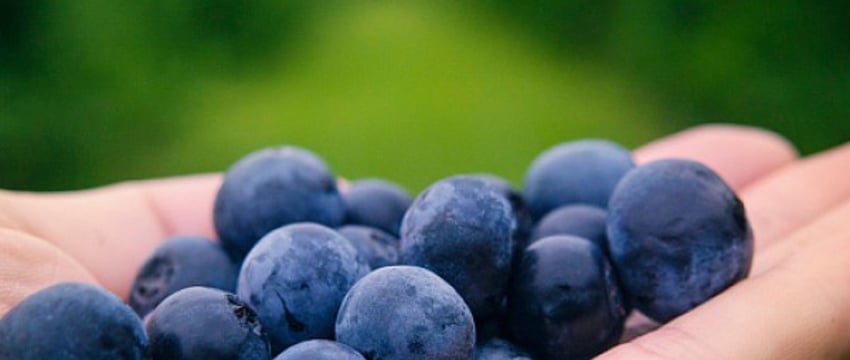 «На варенички можно насобирать»: в белорусских лесах созрела первая черника