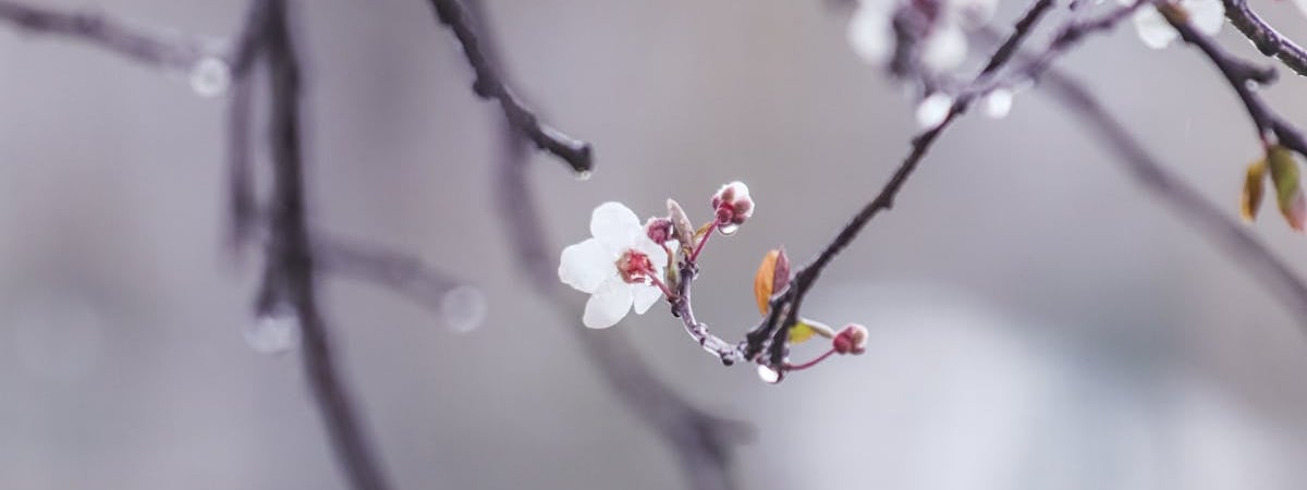 WSJ: Россия предлагала закончить войну, превратив Украину в нейтрально-ограниченное государство