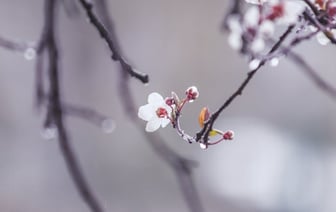 WSJ: Россия предлагала закончить войну, превратив Украину в нейтрально-ограниченное государство