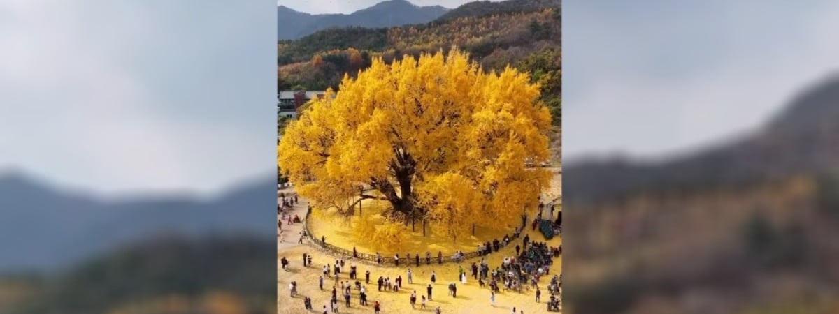 Видео с гигантским золотистым деревом в Южной Корее