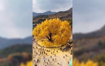 Видео с гигантским золотистым деревом в Южной Корее