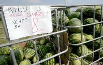 Лукашенко призвал выращивать в Беларуси новые фрукты. Что предложил на Гомельщине, кроме арбузов и винограда?