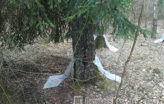 В Беларуси началась заготовка березового сока — когда в Гродно