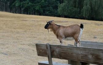 В Ганцевичах строят завод, который закроет потребность в лекарственных средствах из белорусской плазмы