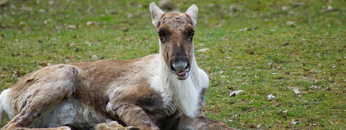 Президент Евросовета: Россия представляет угрозу для всех европейских стран