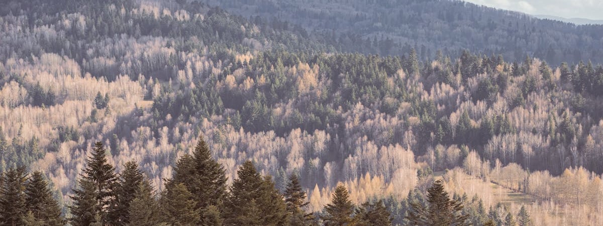 Туск будет добиваться усиления военного присутствия НАТО в Польше и Прибалтике