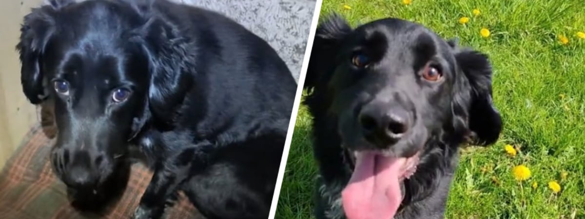 Новый шанс: мужчина спас пса в Беларуси