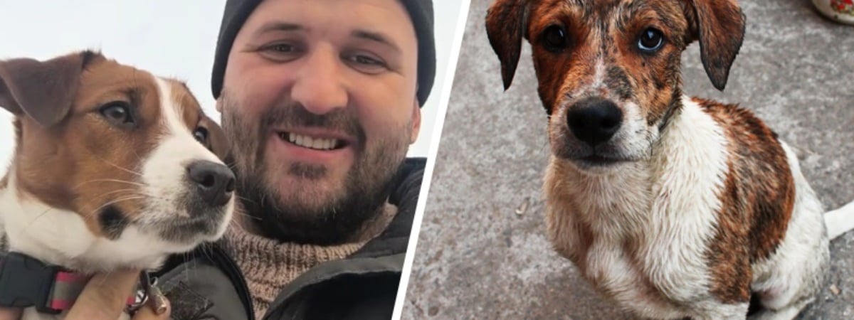 «Не скопирует ни один заводчик» — Кинолог назвал 4 причины выбрать дворняжку, а не породистую собаку — Полезно