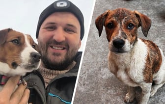 «Не скопирует ни один заводчик» — Кинолог назвал 4 причины выбрать дворняжку, а не породистую собаку — Полезно