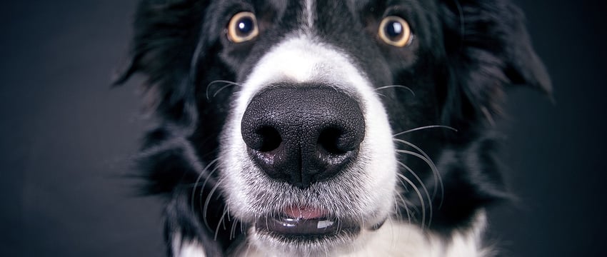 Застрелил соседского пса из незарегистрированного оружия — под Витебском СОГ оперативно нашла подозреваемого в убийстве собаки