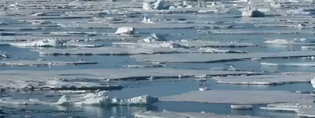 Где медведь? Только суперзоркие люди смогут найти его на картинке за 11 секунд — Фото