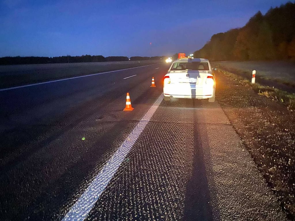 Водитель сбил косулю, выбежавшую на трассу М1 под Брестом