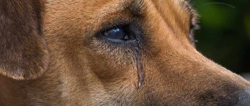 В Гомеле будут судить женщину, выбросившую с балкона собаку