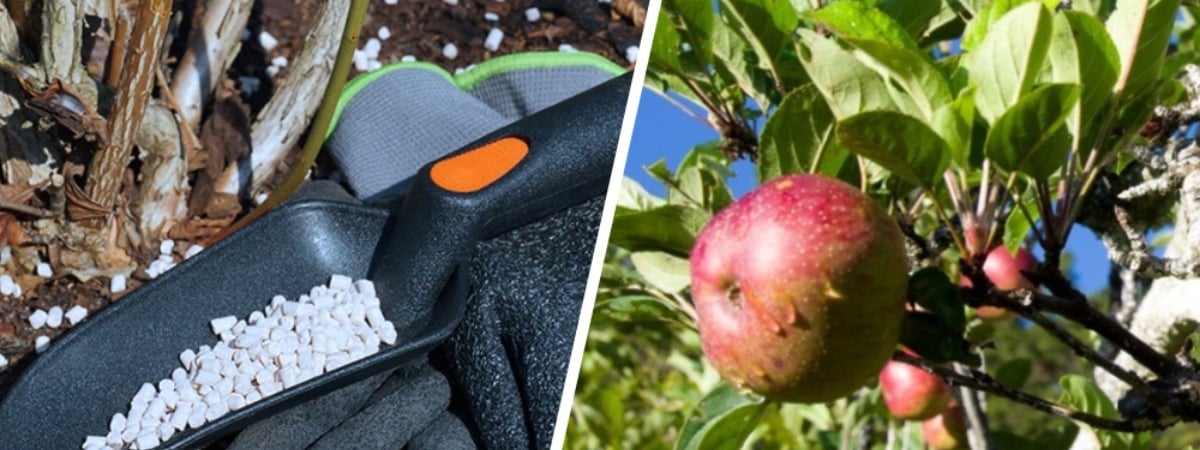 Чем и как удобрять деревья и кусты в апреле и мае? Сделайте так — и ветки будут ломиться от сочных плодов — Полезно