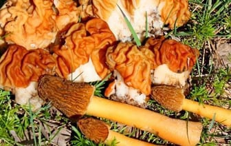 Минздрав рассказал, как не отравиться грибами