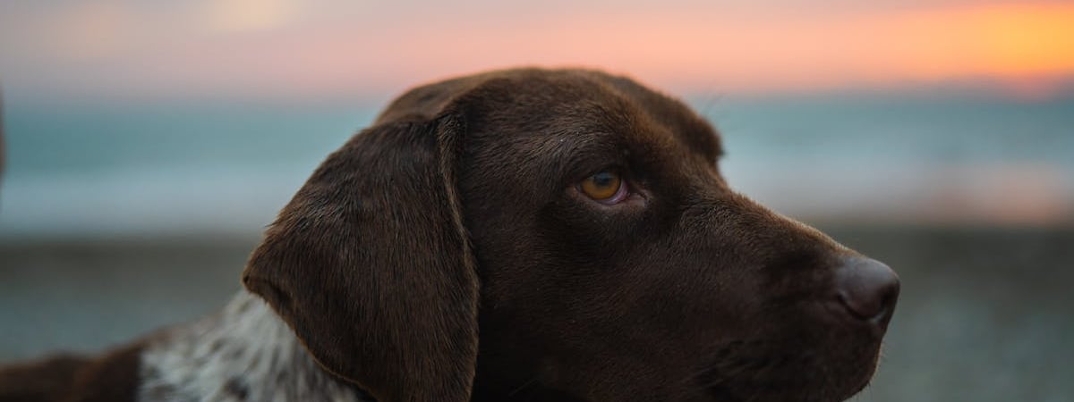 Глава Rheinmetall объяснил стремление России его убить