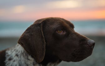 Глава Rheinmetall объяснил стремление России его убить