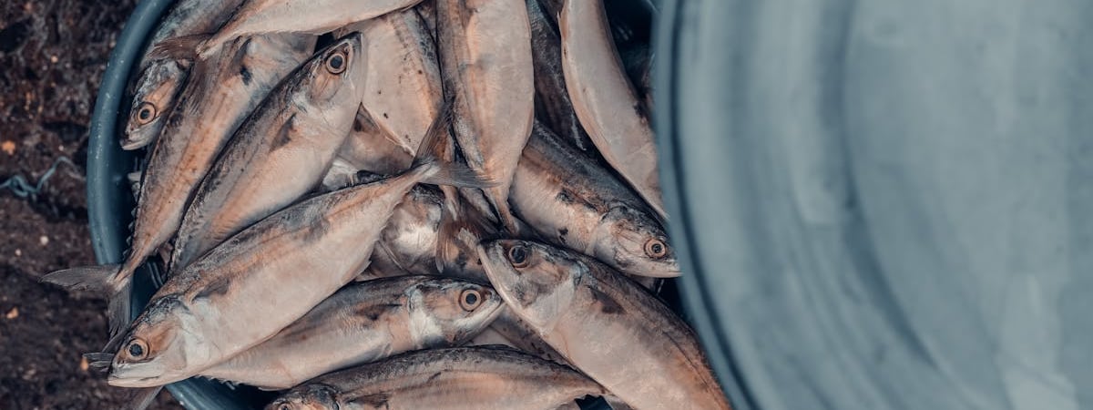 Белгоспищепром предлагает вывести кондитерские изделия из-под ценового регулирования