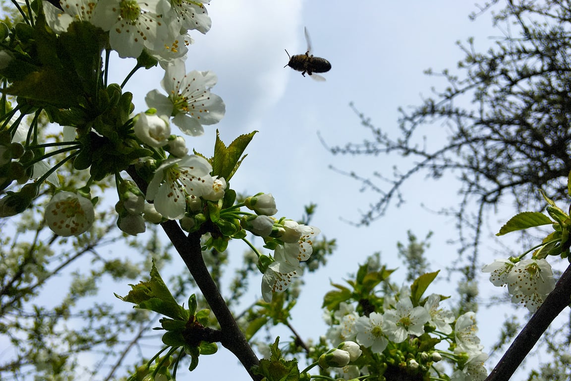 Пчелы работают на черемухе. Фото  Сергея Серебро