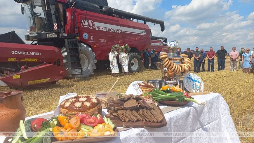 «Так рано жатву еще не начинали». Репортаж из Брестской области