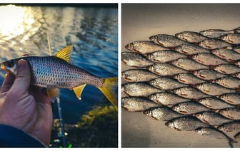 Щука на 10 кг. Как ещё рыбачат в конце декабря в Беларуси