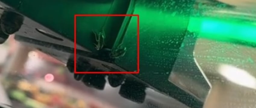 В магазине посетители заметили таракана на кофемашине и сняли видео. Туда приехала санстанция