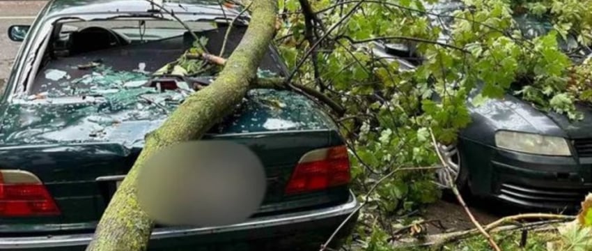 Более 10 тысяч заявлений об ущербе от урагана поступило в «Белгосстрах»